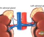 the adrenal glands and stress