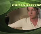 what parturition means