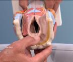 larynx transplant explained